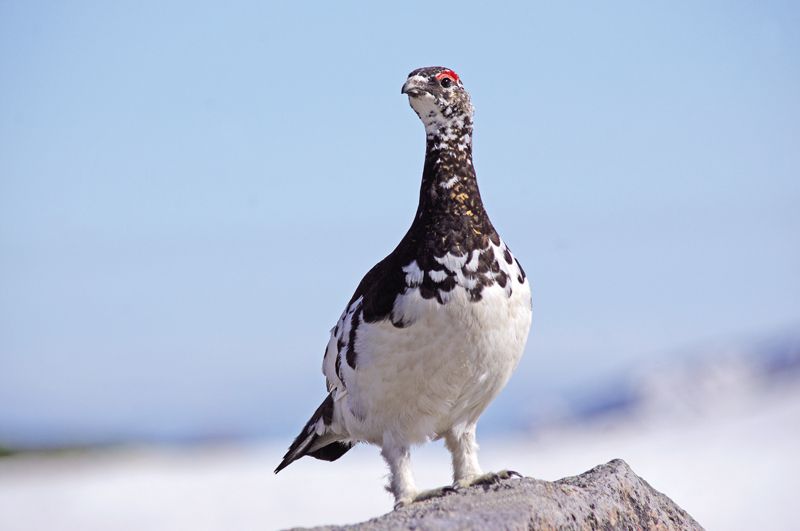 raicho raicho